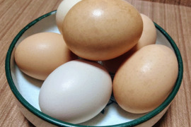 激レア！比内地鶏の平飼い卵24ヶ+6ケ(割れ補償)
【小分け対応可】