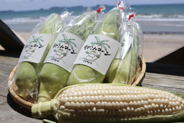 【夏ギフト】糖度20度超え!白いとうもろこし「雪やこんコーン」【16本入り】