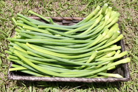 【お買い得品】国産希少！くわはら農園の8片(嘉定種)にんにくの芽　500g+100g増　農薬・化学肥料不使用　にんにくLサイズ１個おまけ付き