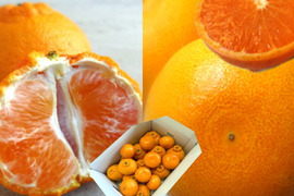 【数量限定★極上の食べ比べ】🏆みかん柑橘グランプリ2026最高金賞含む最多４部門受賞の「木熟せとか」＆店長イチ押しの高糖度しらぬい「甘熟デコ」　サイズ混合　お試し品　約5kg【415-5k】