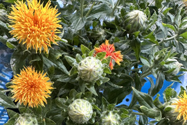 【産地直送／ベニバナ、３束（１束約６本】なかなか花屋さんで出会えない元気いっぱいの希少な花ベニバナ。ふっくらとした葉の間から顔をのぞかせる、鮮やかなベニバナです。ドライフラワーにしてもオススメ！