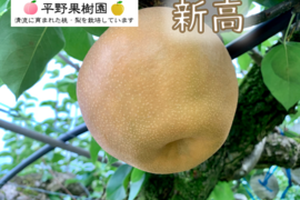 梨の王様！『清流球磨梨』新高　約3kg(3～7個入り)