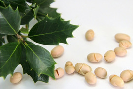 邪気払い！ ひいらぎの葉 伊勢志摩産 10g 虫食い有