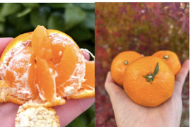 限定♪【柑橘食べ比べ🍊】〔 訳アリ 小玉SS～Ｍ〕味が濃い！瀬戸内育ち 石地みかん４㎏ / オレンジ香るブランド柑橘 はれひめ３㎏： 計７kg🍊離島より直送します！