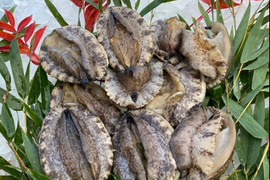 瀬戸内海 天然　アワビ 海鮮 BBQ 網焼き 漁師 貝類刺身活かし　海鮮