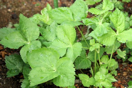 山三つ葉（ミツバゼリ）　200g  天然　日本原産ハーブ