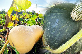 【福袋】バターナッツ＆ほっこりえびす（7kg、6～8個入り）農薬・化学肥料不使用