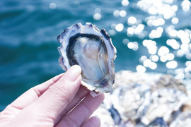 広島県産 夏季限定 生食用 殻付岩かき「岩かきヌーヴォー」ハーフシェル 8個入｜若い岩かきのミルキーで濃厚な夏の味わい【かなわ】