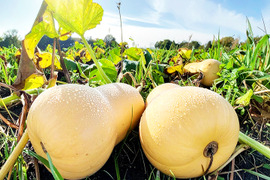 【福袋】柔らかく、切りやすい！バターナッツかぼちゃ（12kg、11～13個入り）農薬・化学肥料不使用