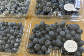 【父の日ギフト】　極早生品種　食べ比べ！　摘みたてブルーベリー500g！【埼玉県産】※生食用　品種はお任せいただき、発送直前に収穫します。
