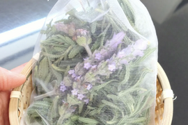 【まとめ買い用】ラベンダー サシェ🌿今でしたら大きめの花をお入れできます（4月）ラベンダーデンタータの生葉と花をオーガンジーの袋に詰めました🌿ハーブ🌿そのまま吊り下げてドライにしてポプリなどに🌿