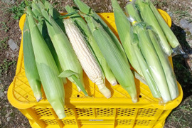 北海道から、生でも甘く食べられる白いトウモロコシ２ｋｇと、ホクホクミニカボチャ２ｋｇのセット
