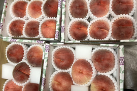 【贈答用】品種おまかせ♪7月の桃詰め合わせ1.5kg