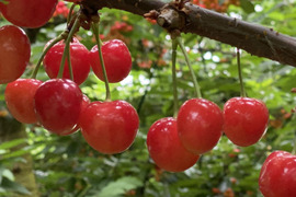 さくらんぼ食べ比べ🍒7品種から旬の2品種をお届け！佐藤錦や紅秀峰など品種はおまかせ🍒
