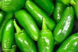 朝採れ🌶国産ぷりぷり生ハラペーニョ100g👩‍🍳爽やかな辛さがクセになる！ピクルス・タコスに🍲