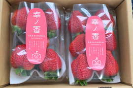 芳醇な香りとコク！土耕栽培 幸ノ香(さちのか)いちご 250g×2p