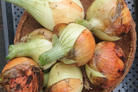 玉ねぎ【農薬不使用】
　除草剤、防虫剤、殺虫剤等使用していません。