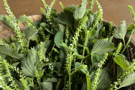【季節限定】　青紫蘇付きの穂紫蘇100gと季節の野菜セット　農薬不使用　自然農法栽培