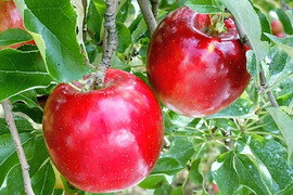 家庭用  紅玉 約４.５ｋｇ