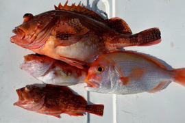 明日朝まで限定！捕れたて！カサゴ・レンコダイ　約2.5kg 長崎県対馬市(内臓・鱗処理済)