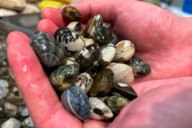 愛知県 三河湾　小サイズ　
（内湾）手掘りアサリ  1キロ今年は特に身入り，
味が別格❗️酒蒸し味噌汁，アクアパッツァ，パスタで！身入りはパンパン❗️