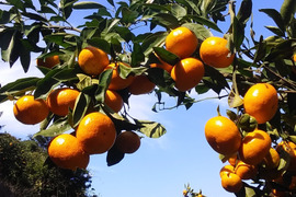 【訳あり】ゆらみかん小粒❨濃厚な味です4kg❩和歌山下津産