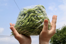 3Kg 夏は茶豆で！コクのある新潟黒埼の朝採り茶豆