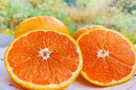 【酸味と甘さの黄金比率】5kg『金の蜜柑』【人氣サイズ】