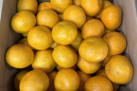 2026 新鮮でプリプリ！和歌山県産木なり八朔 S～2L サイズ混合 10㎏