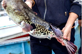【贈答最上級・超特大2.5kg】天然トラフグ 白子付き
愛知県日間賀島産｜漁師直送・血抜き神経〆《冬のごちそう／お歳暮》