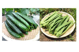 キュウリとインゲンのセット（12本/700ｇ）【朝どれ】