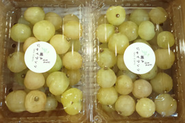 ご家庭用訳あり瀬戸ジャイアンツ粒(1kg)