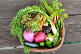 旬の野菜セット【Mサイズ約10種類：栽培期間中は農薬・化学肥料・除草剤不使用】