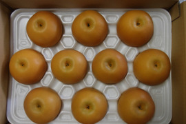 【鳥取県産】あきづき 梨 約5kg
