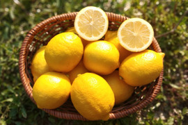 【2kg・A級品】日本一の国産レモンの生産地　瀬戸田産　レモン