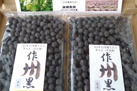 お正月煮豆用の高級品種黒大豆「作州黒」（丹波種）500g箱。令和4年12月初旬の採れたてをお届け！