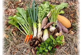 丸かじりで健康に!農薬化学肥料不使用・固定種のMサイズ棚田野菜セット 限定生産！