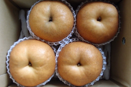 【冬ギフト】鳥取県産 あたご梨 約3kg