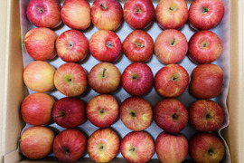 【期間限定・ホリデーセール！】超お得な2〜3段入り・旬の今だけ！甘〜い葉取らずサンふじ10kg以上【ご家庭用・約60〜80玉入り】