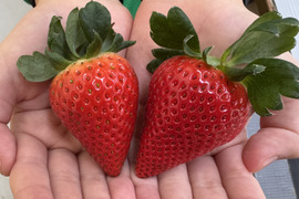 三重県鈴鹿産イチゴ【うた乃2パック×よつぼし2パック】食べ比べセット1箱 約1kg~1.2kg