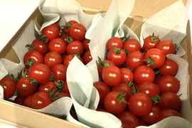 【食べ比べセット】フルーツミニトマト［小鈴クイーン&TTM180］