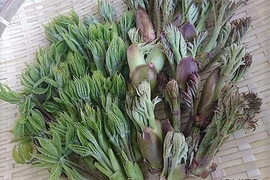 【宇美ちゃん様専用】新潟県妙高市天然山菜　コシアブラ150ｇ　たらの芽150ｇ