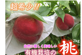 【有機栽培の美味しい桃約2kg（第五期）】自然に優しく希少でジューシーな天然桃(6～7個入)！