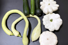 ズッキーニ（約1.3kg）農薬・化学肥料不使用