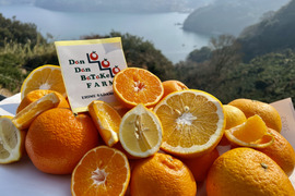 柑橘詰め合わせ！　訳あり10kg（箱込）