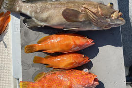 明日朝まで限定！捕れたて！クエ・カサゴ・アカハタ 約3kgオーバー 長崎県対馬市(内臓・鱗処理済)