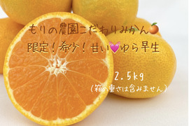 【希少品種】期間限定！大人気！濃厚な甘味のゆら早生みかん2.5kg
