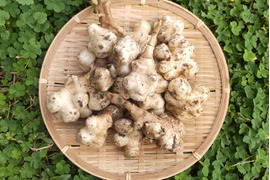 〈自然栽培／スーパーフード〉 皮ごと美味しく健康♪菊芋３kg【2022年度SDGｓエバンジェリスト認定取得】