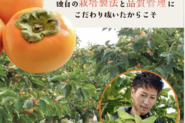 【中玉ギフト箱】梨のような食感と甘さの柿『太秋（たいしゅう）』3Lサイズ6玉入り