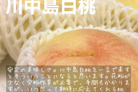 【２箱セット】【家庭用】旬真っ盛り！７月中旬～８月中旬の岡山の桃　小箱 ４～６玉